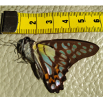 Vlinder Graphium Delessertii
